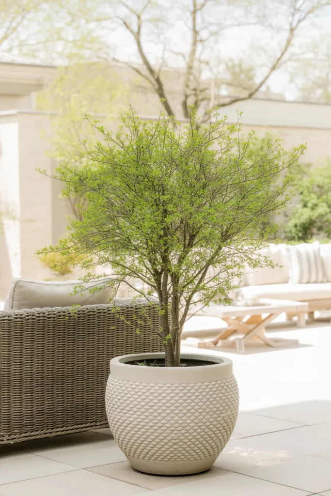 Potted Tree in a Decorative Planter